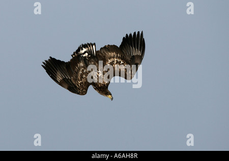 White-tailed Seeadler Haliaeetus Horste Japan, juvinile Stockfoto