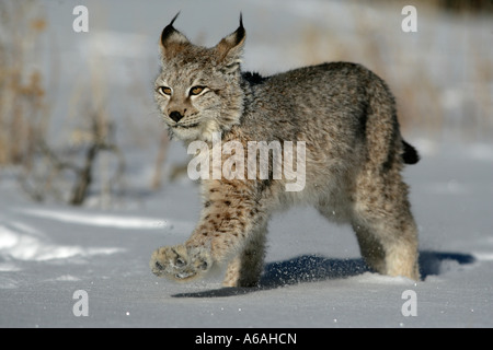 Sibirischer Luchs Lynx lynx Stockfoto