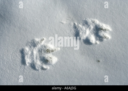 Arktischer Wolf Canis Lupus arctos Stockfoto