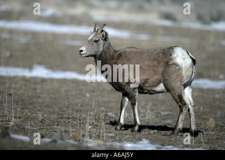 Big Horn Schafe Puma Concolor Yellowstone USA weiblich Stockfoto