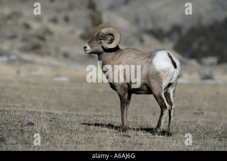 Big Horn Schafe Puma Concolor Yellowstone USA männlich Stockfoto