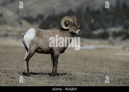 Big Horn Schafe Puma Concolor Yellowstone USA männlich Stockfoto