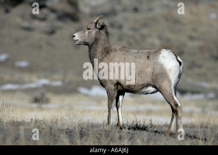 Big Horn Schafe Puma Concolor Yellowstone USA weiblich Stockfoto