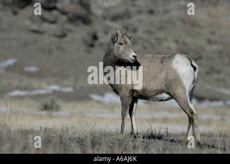 Big Horn Schafe Puma Concolor Yellowstone USA weiblich Stockfoto