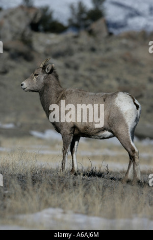 Big Horn Schafe Puma Concolor Yellowstone USA weiblich Stockfoto