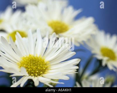 Weiße Michaelmas Daisies "Aster Novi Belgii" konzentrierte sich auf Vordergrund Blume in der Nähe gegen einen blauen Hintergrund Stockfoto