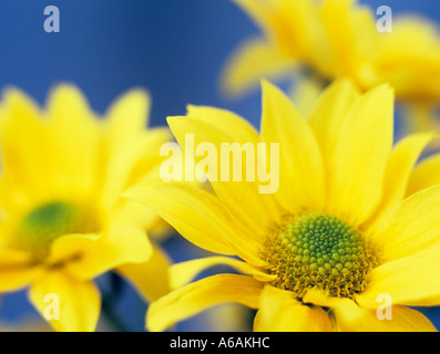 Einzelne blühende gelbe Chrysantheme "Bora" konzentrierte sich auf Vordergrund Blume in der Nähe gegen einen blauen Hintergrund Stockfoto