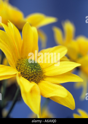 Einzelne blühende gelbe Chrysantheme "Bora" konzentrierte sich auf Vordergrund Blume in der Nähe gegen einen blauen Hintergrund Stockfoto