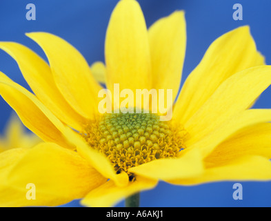 Einzelne blühende gelbe Chrysantheme "Bora" in der Nähe gegen einen blauen Hintergrund Stockfoto