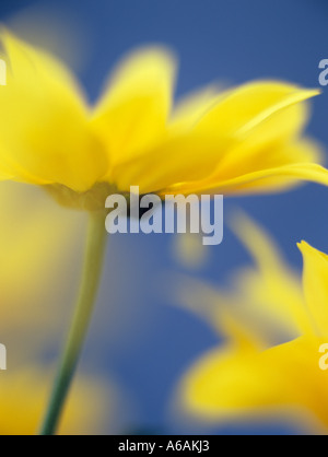 Einzelne blühende gelbe Chrysantheme "Bora" fokussiert durch Vordergrund Blütenblätter in der Nähe gegen einen blauen Hintergrund Stockfoto