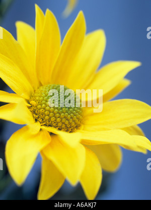 Einzelne blühende gelbe Chrysantheme "Bora" Blume in Seitenansicht in enger gegen einen blauen Hintergrund Stockfoto