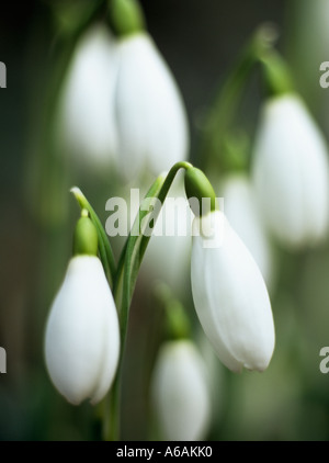 WILDE Blumen SCHNEEGLÖCKCHEN Galanthus Nivalis Nahaufnahme im winter Stockfoto