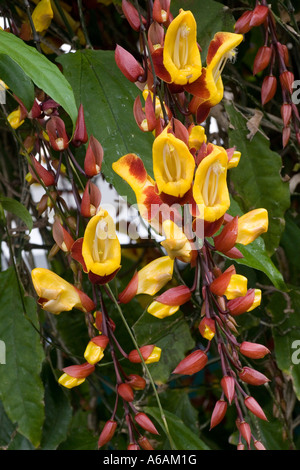 Orchid Enid Haupt Wintergarten an der New York Botanical Gardens NYC USA Stockfoto