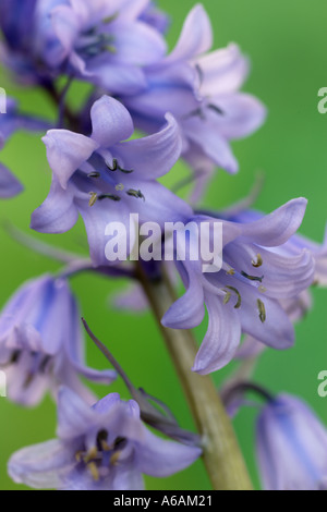 Einzigen spanischen Bluebell Hyacinthoides hispanica Stockfoto