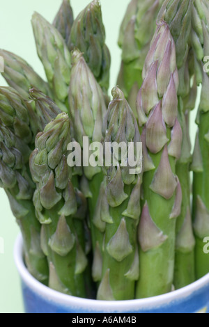 Becher gefüllt mit frischem Spargel Tipps oder Speere. Stockfoto