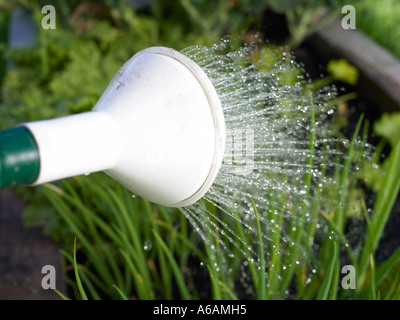 Wasser aus einem Sprinklerkopf auf einer Garten Gießkanne auf einem Gemüsebeet Stockfoto