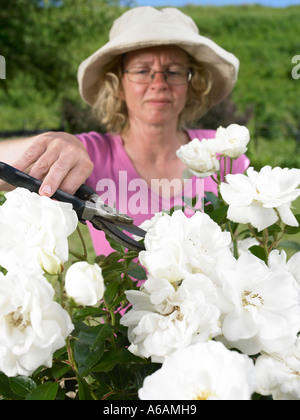 junge Frau in Hut Rebschnitt Kopf ein großen weißen Rosenbusch mit Sectateur Snips im Garten, Sträuchern und Toten erhalten Sie Stockfoto