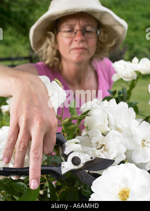 junge Frau in Hut Rebschnitt Kopf ein großen weißen Rosenbusch mit Sectateur Snips im Garten, Sträuchern und Toten erhalten Sie Stockfoto