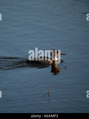 Red-breasted weiblichen Prototyp Schwimmen am Loch Stockfoto