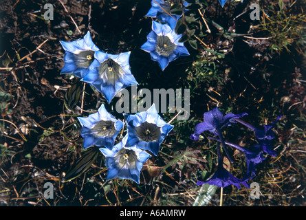 China, Yunnan, Xishuangbanna, Jinghong, tropische Blume & Pflanze Garten, schöne Blumen in voller Blüte Stockfoto