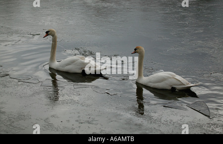 Zwei Höckerschwäne schwimmen durch Eis im Loch Stockfoto