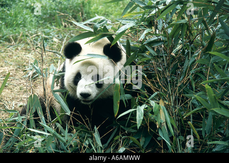 China Sichuan Wolong-Naturschutzgebiet, Giant Panda Breeding Research Center, zwei Jahre alten Panda Essen Bambus Blätter Stockfoto