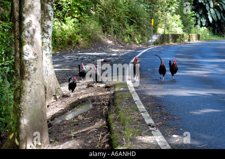 Hühner auf Strasse, Hana Highway, Maui Stockfoto