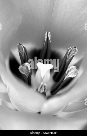 Ganz in der Nähe Schuss einer Tulpe genommen in schwarz / weiß Stockfoto