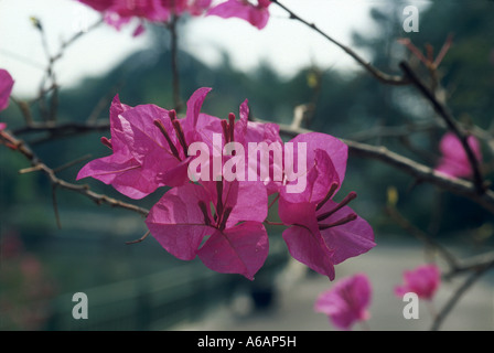 China, Yunnan, Xishuangbanna, Jinghong, bunte tropische Blume & Pflanze Garten rosa bougainvillea Stockfoto