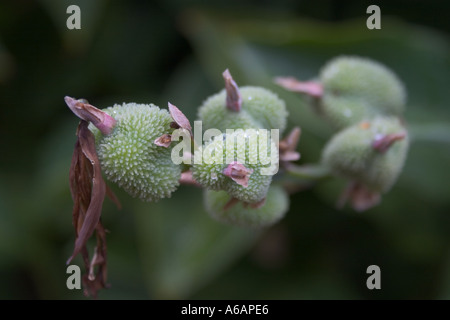 Samenkapseln der essbare Canna Lily, Canna Edulis oder Achira. Auch bekannt als Maranta. Stockfoto