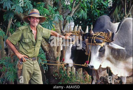 Ein Bauer mit seinem Ochsen in Vinales in der Provinz Pinar Del Rio in Kuba Stockfoto