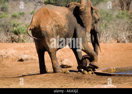 Kuh Elefanten, ihr junges Kalb aus künstlichen Wasserloch im Tsavo West Nationalpark Kenia zu retten versucht Stockfoto