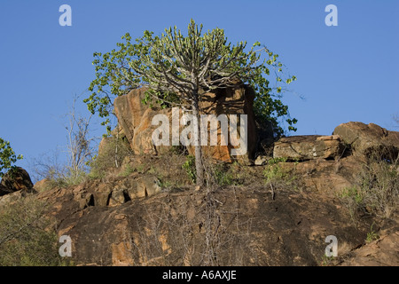 Kandelaber Euphorbia Tsavo National Park West Kenia in Ostafrika Stockfoto