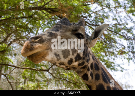 Leiter der domestizierten Giraffe Giraffa Plancius bei Haller Park Bamburi Cement in der Nähe von Mombasa Kenia Stockfoto