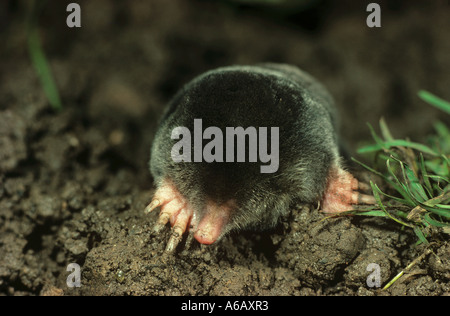 Europäischer Maulwurf (Talpa europaea) auf Mücke Stockfoto