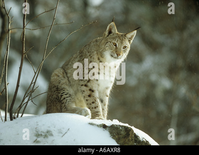 Europäische Luchs im Winter Lynx lynx Stockfoto