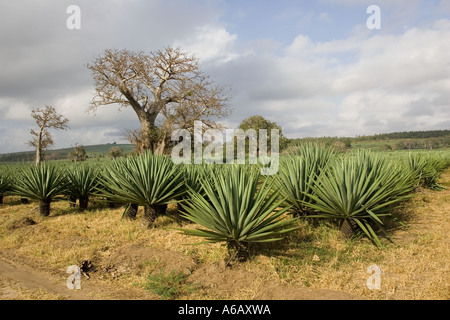 Stück Land gerodet vor kurzem für Sisal-Plantage mit Baobab-Bäume bleiben in der Nähe von Mombasa in Kenia Küste Stockfoto