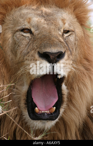 Löwen Gähnen Porträt Panthera leo Stockfoto