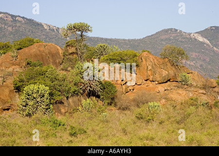 Kandelaber Euphorbia Bäume auf Felsen Felsvorsprung Tsavo National Park West Kenia in Ostafrika Stockfoto