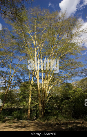 Gelben bellte Akazien oder Fieber Bäume am Mzima Springs Tsavo West Nationalpark in Kenia Stockfoto