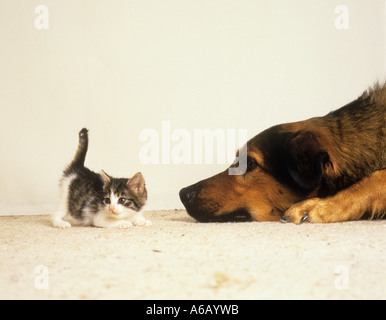 tierische Freundschaft: Mischlingshund Blick auf Kätzchen Stockfoto
