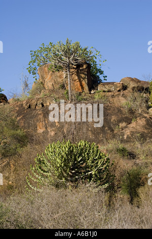 Kandelaber Euphorbia Tsavo National Park West Kenia in Ostafrika Stockfoto