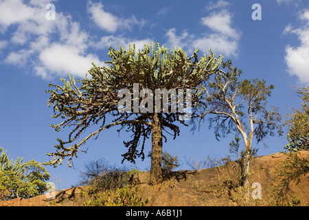 Kandelaber Euphorbien in Tsavo National Park West Kenia in Ostafrika Stockfoto