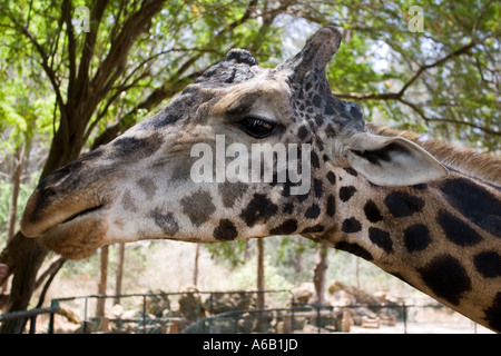 Leiter der domestizierten Giraffe Giraffa Plancius bei Haller Park Bamburi Cement in der Nähe von Mombasa Kenia Stockfoto