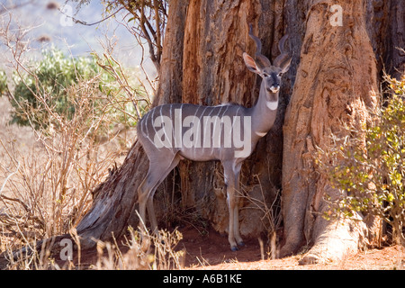 Lesser Kudu Tragelaphis Imberbis in Ngulia Rhino Sanctuary Tsavo National Park West Kenia in Ostafrika Stockfoto