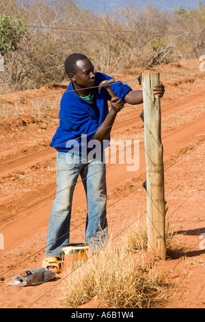 Afrikanische Waldläufer Reparatur Elektrozaun Ngulia Black Rhino Sanctuary in Tsavo National Park West Kenia Afrika Stockfoto