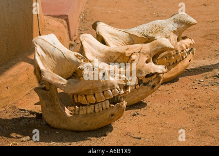 Spitzmaul-Nashorn Schädel außerhalb von Forschung zentrale Ngulia Rhino Sanctuary Tsavo West Nationalpark Kenia Stockfoto