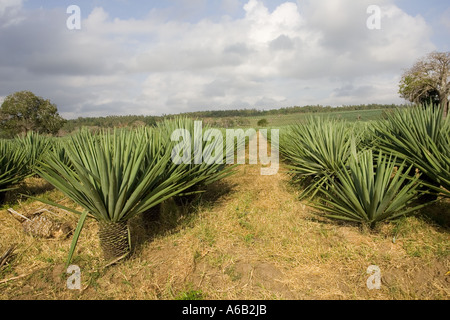 Sisal-Plantage in der Nähe von Mombasa in Kenia Küste Afrika Stockfoto