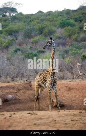 Masai-Giraffe Giraffa Giraffe am Wasserloch im Ngulia Rhino Sanctuary Tsavo National Park West Kenia in Ostafrika Stockfoto