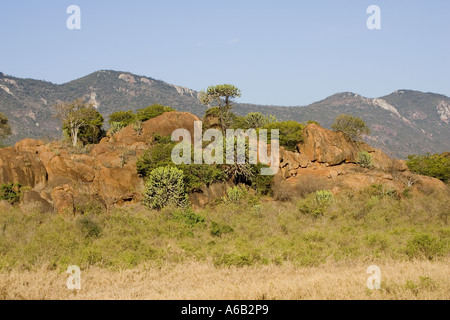 Kandelaber Euphorbia Bäume auf Felsen Felsvorsprung Tsavo National Park West Kenia in Ostafrika Stockfoto